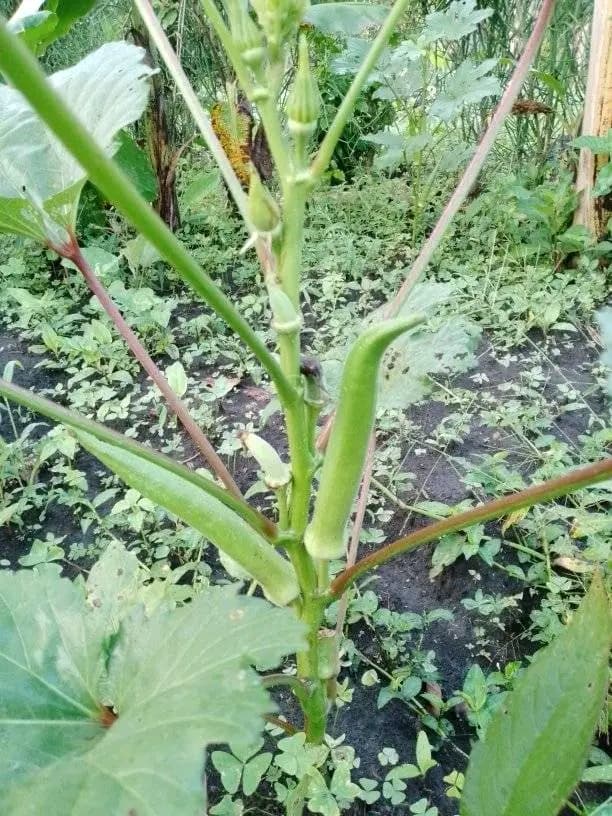 Let's grow acra 