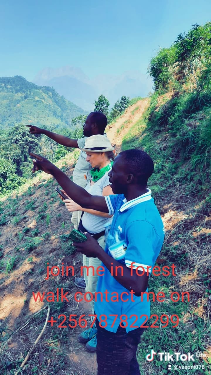 book your forest walk With Green pearl adventure for your unforgetable experence.