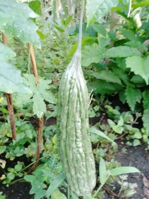 Growing bittermelon